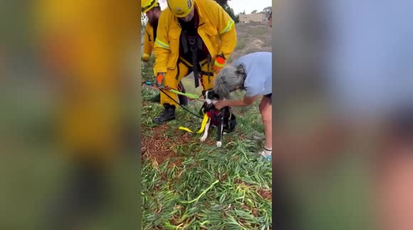 Deaf dog rescued after falling down 100ft ravine in California - Buy ...