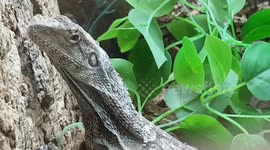 Two Dragon Lizards on a tree climbing around the branches in the enclosure tank