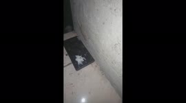 Gecko eating rice, what happened