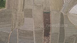 Autumnal Farmland In Nanning, Guangxi, China