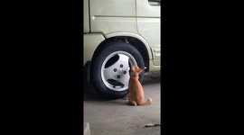 cat's brothers and sisters who like to joke around with each other hide and seek