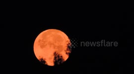 Glowing red full moon setting behind tree in Marblehead, Massachusetts