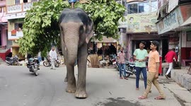The Indian shopkeeper provide Elephant good sign to provide sweet