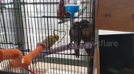 Possessive girlfriend parrot kicks away bird trying to reach mate