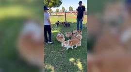 Dozens of Corgi owners dressed in their best royal attire gather to honour Queen