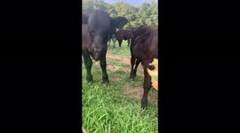 Feeding calves get shocked by electric fence