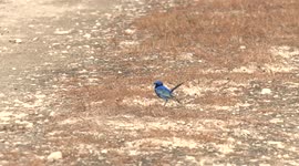 A stunning cobalt blue male Splendid Fairywren feeding on ants in slo-mo