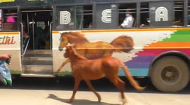 Foal mistakes image on bus for its mum and runs alongside it in heartwarming video