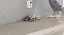Cat that pay no rent deep sleeps at fuel station ignoring the people walking around her