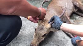 Escaped stag rampages in coffee shop in Thailand