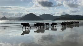 Funny moment of buffalo coming back home by the ocean beach in Lombok