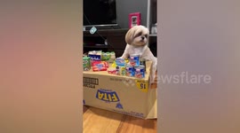 Fluffy pet Shih Tzu is a grumpy store owner during play time