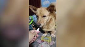 Hilarious moment pet dog flinches from nasal inhaler