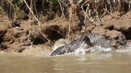 Wildlife biologist films jaguar diving into river to catch caiman in Brazil