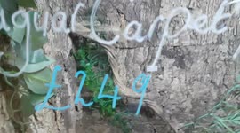 Jaguar Carpet Python Snake was a great sight to see this Snake species