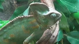 Cameleon Reptile Lizard goes light green to blend into the surroundings