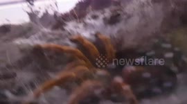 Big Orange Trantula Spider was enormous in size and it was very large