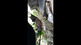 Cute puppy enjoys its time swinging on hammock