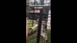 The monkey steal my charger and cut it into pieces