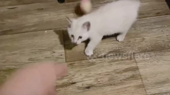 Funny Lil Menou’s ball gets stuck on his paws, as he awkwardly plays with it.