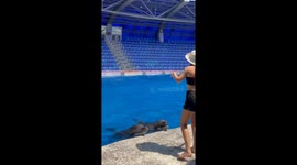 The girl dances beautifully with dolphins!