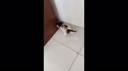 temp