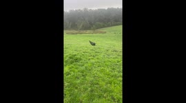 Aussie farmer finds seal flopping across field full of cows