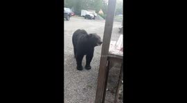 Daring homeowner hand feeds wild grizzly bear in Pennsylvania