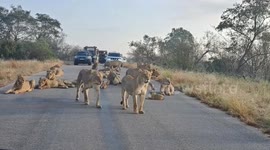 Safari goers halted by pride of 23 lions relaxing on road at Kruger National Park