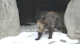 Welcome to the Winter Wonderland Built for These Grizzly Bears