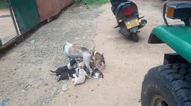 very poor Street dog mom feeding to the 8 little cubs