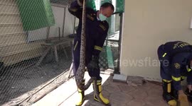 Firemen called out every 15 MINUTES to catch snakes as floods flushes them out in Bangkok