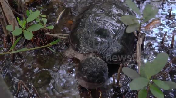 'What you doing?!' Inquisitive snapping turtle approaches photographer in Florida