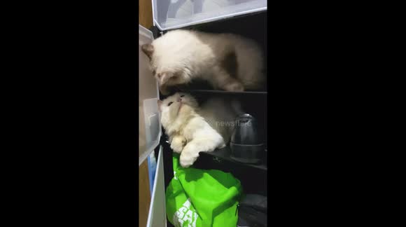 Two cute cats playing in a shoes cabinet