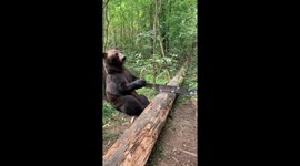 bear casting
