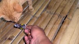 Cat eating a Malaysian chocolate candy  in Aborlan, Palawan
