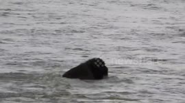 Elie Wolf captured a brave buffalo crossing a raging river despite the water being neck deep during flooding in Yellowstone National Par.