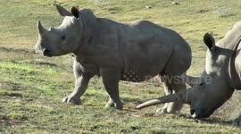 Graeme Mitchley filmed a rhino with one extremely long horn in South Africa which led to comparisons with a unicorn