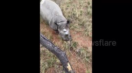 Conservationist climbs tree to escape rhino woken up from being tranquilised