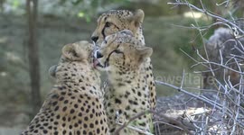 Cheetahs receive new river enclosure to be closer to nature in zoo in Austria