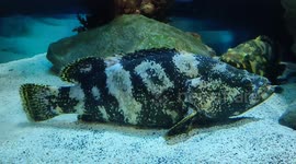 Hybrid Grouper Fish