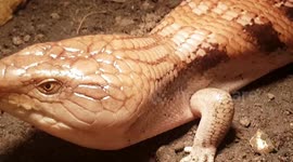 Lizard reptile animal has tiny legs and big body looks like a snake with its skin