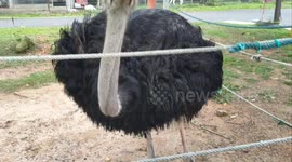 Funny ostrich eats nothing from the visitor's hand but as if have eaten something