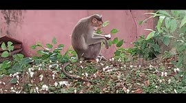 Monkeys eating mushrooms as food scarcity goes more in South India