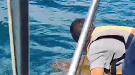 Tourist saves 'vulnerable' Olive Ridley sea turtle tangled in fishing net in Costa Rica