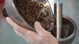 Restaurant in Bangkok serves up burgers made from CRICKETS