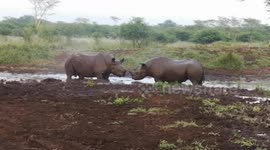 Massive rhinos fight horn to horn in mud pool in South Africa