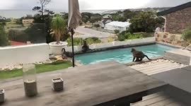 Baboons dip in pool like crazy teenagers having party