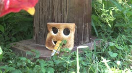 Hungry free range chickens afraid of scary looking toasted bread.