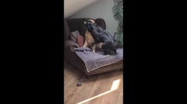 Dog spins like a tornado while playing with his friend!